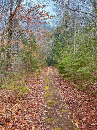 Photo 12: Lot 46 Acres Highway 8 in South Brookfield: 406-Queens County Vacant Land for sale (South Shore)  : MLS®# 202301099