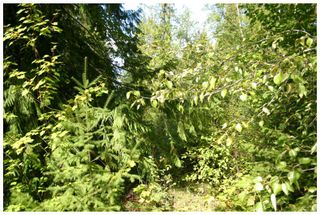 Photo 29:  in Eagle Bay: Vacant Land for sale : MLS®# 10105920