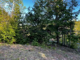 Photo 4: 6.37 acres Highway 4 in Pine Tree: 108-Rural Pictou County Vacant Land for sale (Northern Region)  : MLS®# 202303532