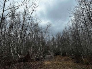 Photo 5: 42.5 acres Hardwood Hill Road in Hardwood Hill: 108-Rural Pictou County Vacant Land for sale (Northern Region)  : MLS®# 202308578