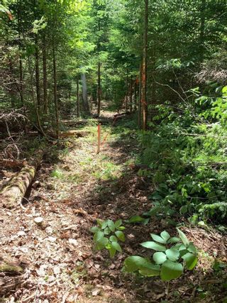 Photo 6: lot 22-2 little Harbour Road in Little Harbour: 108-Rural Pictou County Vacant Land for sale (Northern Region)  : MLS®# 202224608