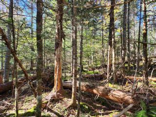 Photo 6: Lot Greenfield Road in Greenfield: Kings County Vacant Land for sale (Annapolis Valley)  : MLS®# 202403693
