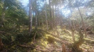 Photo 5: Lot Highway 7 in Sherbrooke: 303-Guysborough County Vacant Land for sale (Highland Region)  : MLS®# 202324899