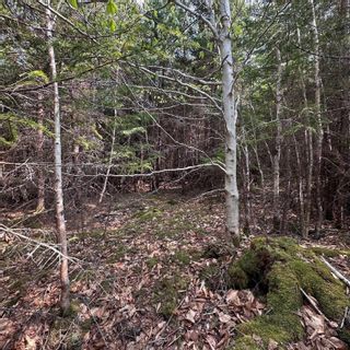 Photo 11: Lot 5 Raspberry Court in Italy Cross: 405-Lunenburg County Vacant Land for sale (South Shore)  : MLS®# 202309674