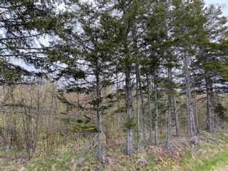 Photo 4: Lot Salter Road in Pleasant Valley: 108-Rural Pictou County Vacant Land for sale (Northern Region)  : MLS®# 202210468
