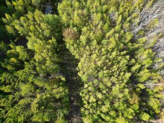 Photo 16: 6.37 acres Highway 4 in Pine Tree: 108-Rural Pictou County Vacant Land for sale (Northern Region)  : MLS®# 202303532