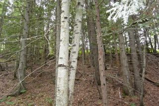 Photo 11: DL 1335A 37 Highway: Kitwanga Land for sale (Smithers And Area (Zone 54))  : MLS®# R2471833