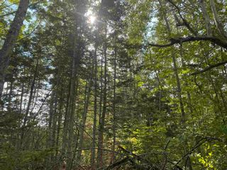 Photo 7: Lot Manse Road in Kenzieville: 108-Rural Pictou County Vacant Land for sale (Northern Region)  : MLS®# 202122852
