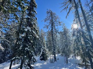 Photo 11: DL 801 HIGHWAY 3B in Rossland: Vacant Land for sale : MLS®# 2474556