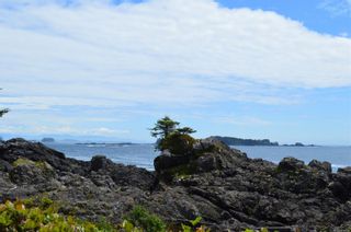 Photo 91: 970 Peninsula Rd in Ucluelet: PA Ucluelet House for sale (Port Alberni)  : MLS®# 908456