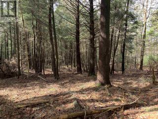 Photo 4: Naugler Road in Oakhill: Vacant Land for sale : MLS®# 202209367