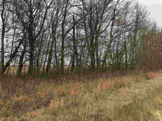 Photo 23: TWP RD 583 Range Rd 271: Rural Westlock County Rural Land/Vacant Lot for sale : MLS®# E4218433