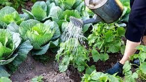 Watering Tips For Edible Gardens