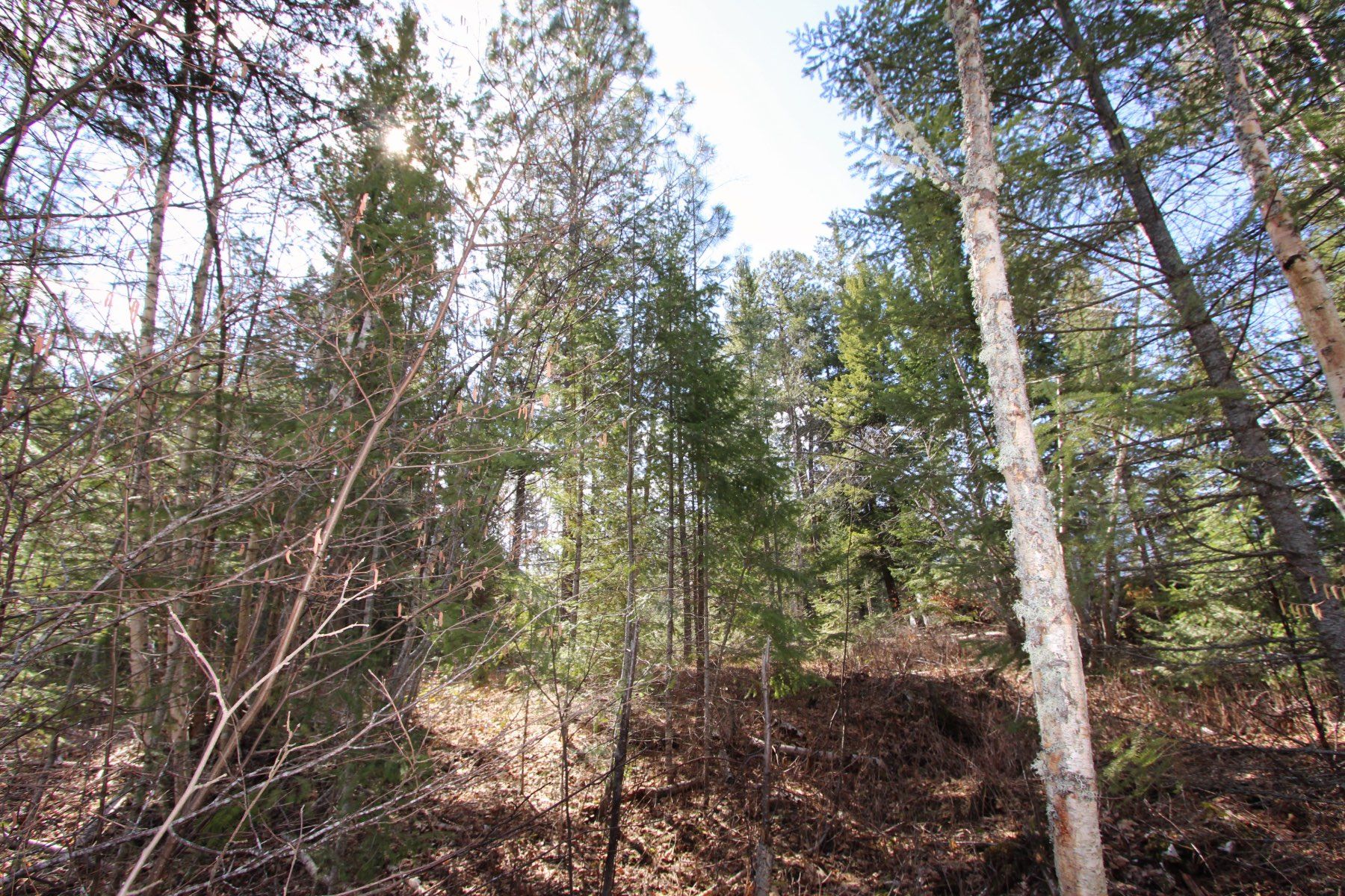 Photo 15: Photos: Lot B Zinck Road in Scotch Creek: Land Only for sale : MLS®# 10249220