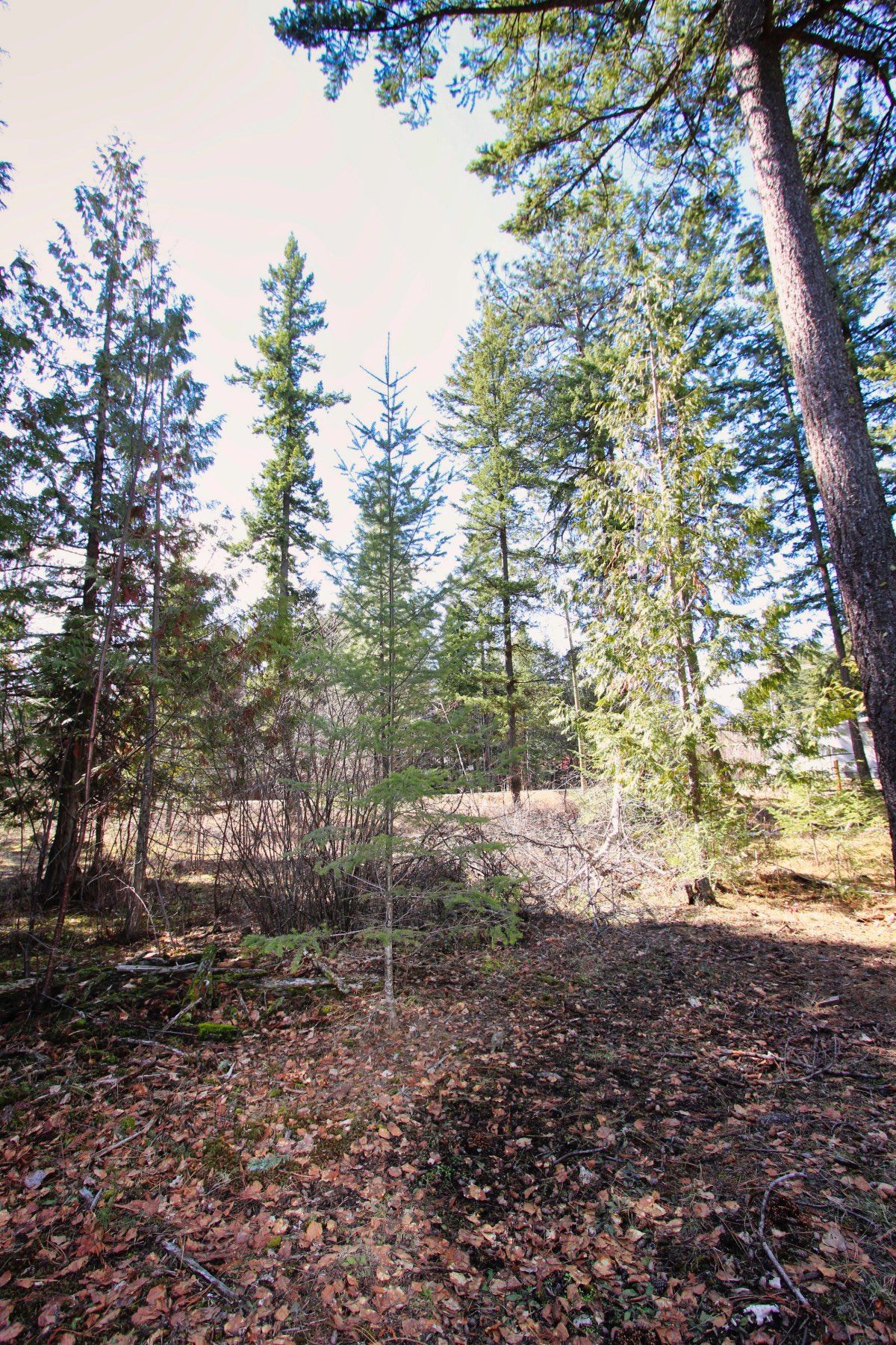 Photo 24: Photos: Lot B Zinck Road in Scotch Creek: Land Only for sale : MLS®# 10249220