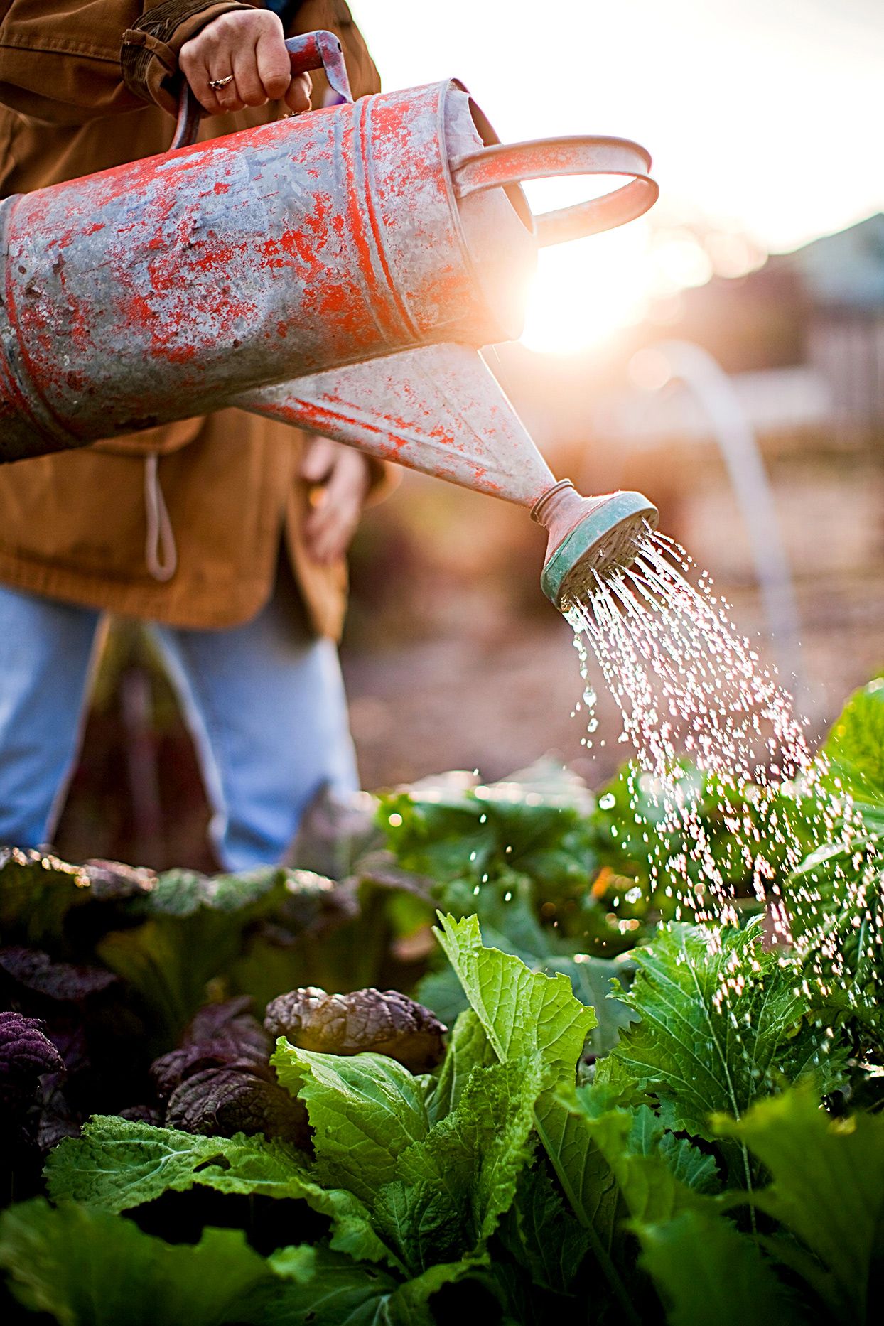 10 Steps to Start Your First Garden Off Right