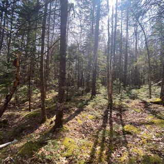 Photo 14: Lot 8 Old Trunk Highway 3 in Hebbs Cross: 405-Lunenburg County Vacant Land for sale (South Shore)  : MLS®# 202300313