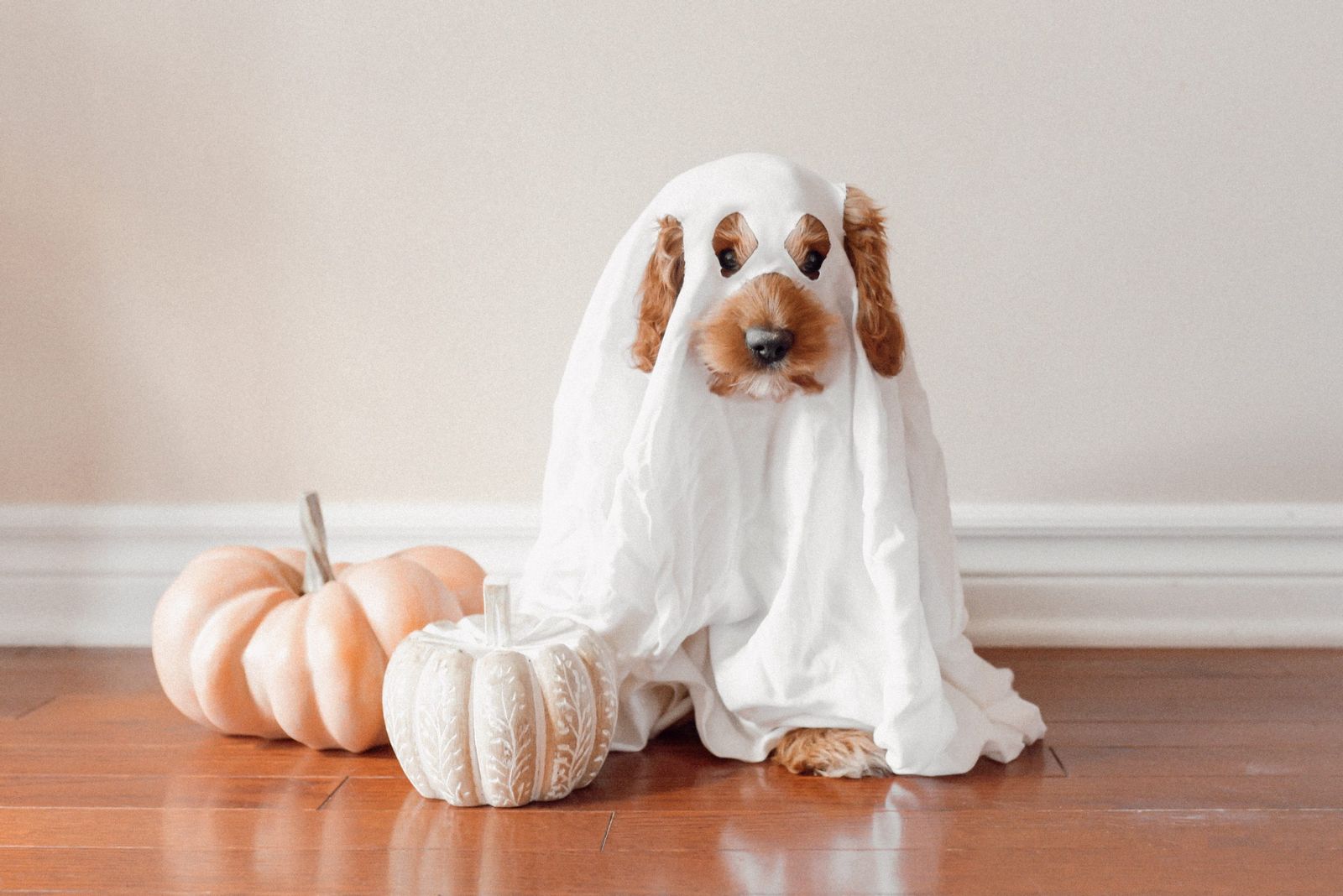 Top 5: DIY Tips To Make Your Home Wickedly Welcoming This Halloween