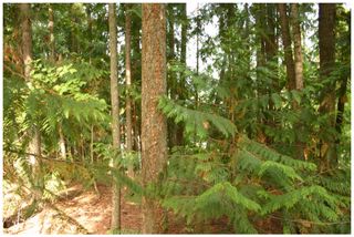 Photo 16: Lot 49 Forest Drive: Blind Bay Vacant Land for sale (Shuswap Lake)  : MLS®# 10217653