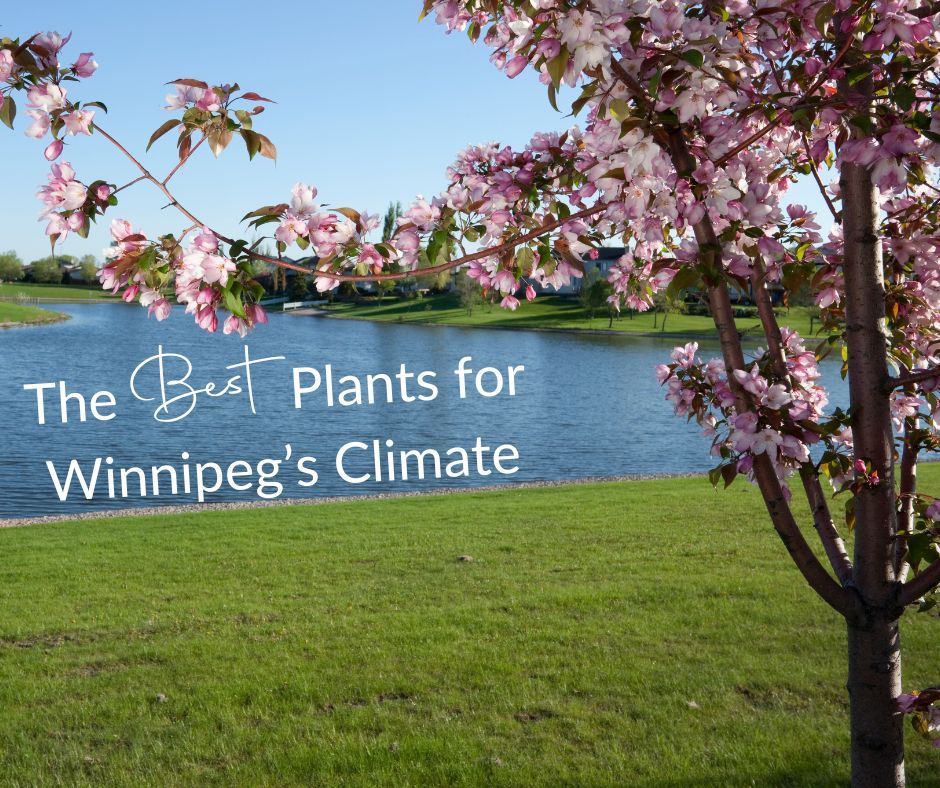 Gardening 101: The Best Plants for Winnipeg’s Climate