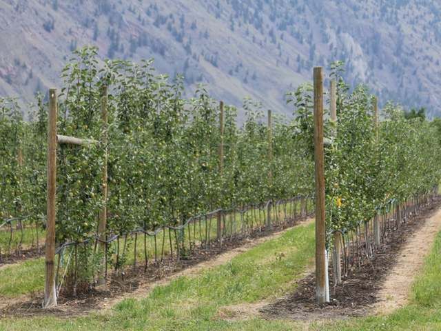 Main Photo: LOT 12 OSPREY Lane: Keremeos Agriculture for sale