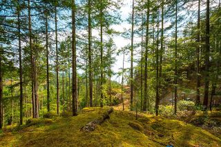 Photo 4: Lot 6 HAYES Road: Bowen Island Land for sale : MLS®# R2864146