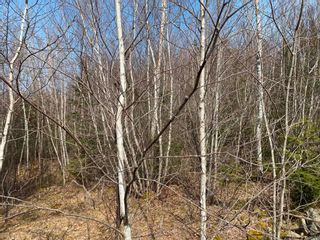 Photo 11: Lot 11 Pictou Landing Road in Little Harbour: 108-Rural Pictou County Vacant Land for sale (Northern Region)  : MLS®# 202207902
