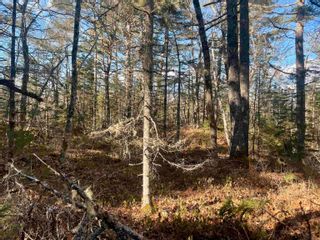 Photo 16: Block R1 Highway 203 in Lower Ohio: 407-Shelburne County Vacant Land for sale (South Shore)  : MLS®# 202302775