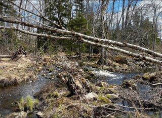 Photo 2: Lot 3 Black Duck Lake Road in East Dalhousie: Kings County Vacant Land for sale (Annapolis Valley)  : MLS®# 202302219