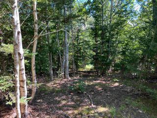 Photo 4: West River Station Road in Salt Springs: 108-Rural Pictou County Vacant Land for sale (Northern Region)  : MLS®# 202220521