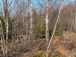 Photo 12: Lot 11 Pictou Landing Road in Little Harbour: 108-Rural Pictou County Vacant Land for sale (Northern Region)  : MLS®# 202207902