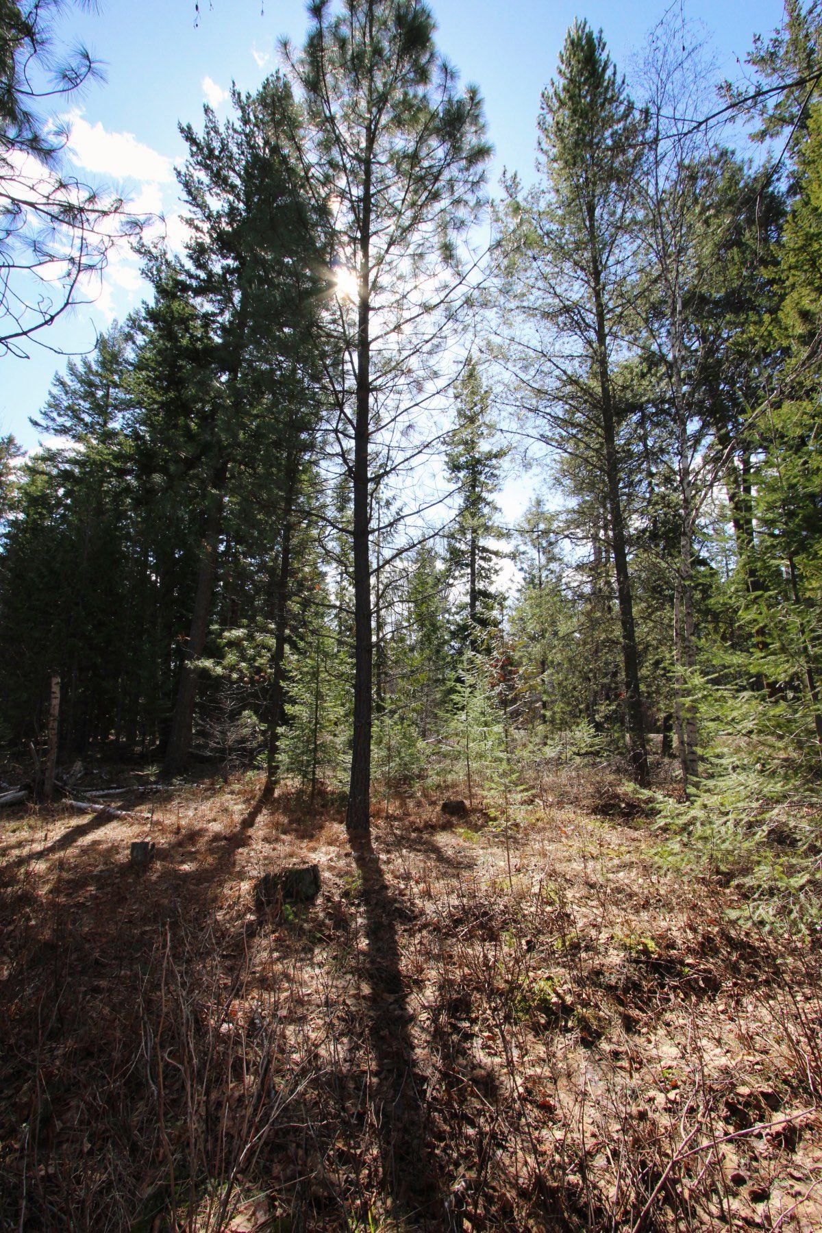 Photo 19: Photos: Lot B Zinck Road in Scotch Creek: Land Only for sale : MLS®# 10249220