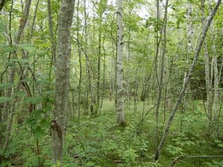 Photo 7: Lot 3 Three Brooks Road in Caribou: 108-Rural Pictou County Vacant Land for sale (Northern Region)  : MLS®# 202217247