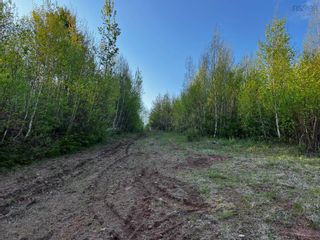 Photo 5: 6.37 acres Highway 4 in Pine Tree: 108-Rural Pictou County Vacant Land for sale (Northern Region)  : MLS®# 202303532