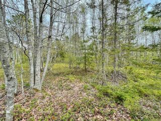 Photo 5: Lot Highway 201 in South Farmington: Annapolis County Vacant Land for sale (Annapolis Valley)  : MLS®# 202306383