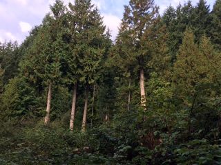 Photo 9: Lot 2 MARINE Drive in Granthams Landing: Gibsons & Area Land for sale in "SOAMES HILL" (Sunshine Coast)  : MLS®# R2558257