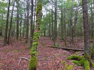 Photo 7: 97-2 FH Arrowhead Drive in Enfield: 105-East Hants/Colchester West Vacant Land for sale (Halifax-Dartmouth)  : MLS®# 202227043