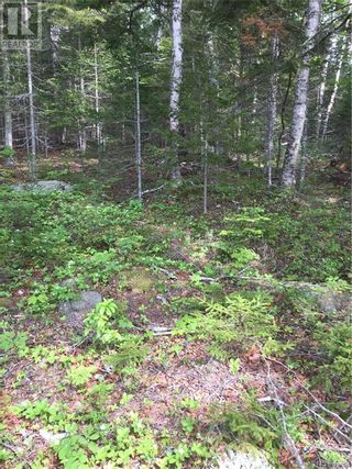 Photo 11: - Maxwell Road in Bonny River: Vacant Land for sale : MLS®# NB058304