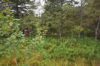 Photo 2: Lot 5 No 12 Highway in Murphy Lake: Kings County Vacant Land for sale (Annapolis Valley)  : MLS®# 202401271