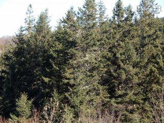 Photo 11: 15.5 acres Lairg Road in New Lairg: 108-Rural Pictou County Vacant Land for sale (Northern Region)  : MLS®# 202226624