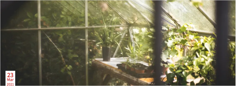 How to Start a Greenhouse This Summer