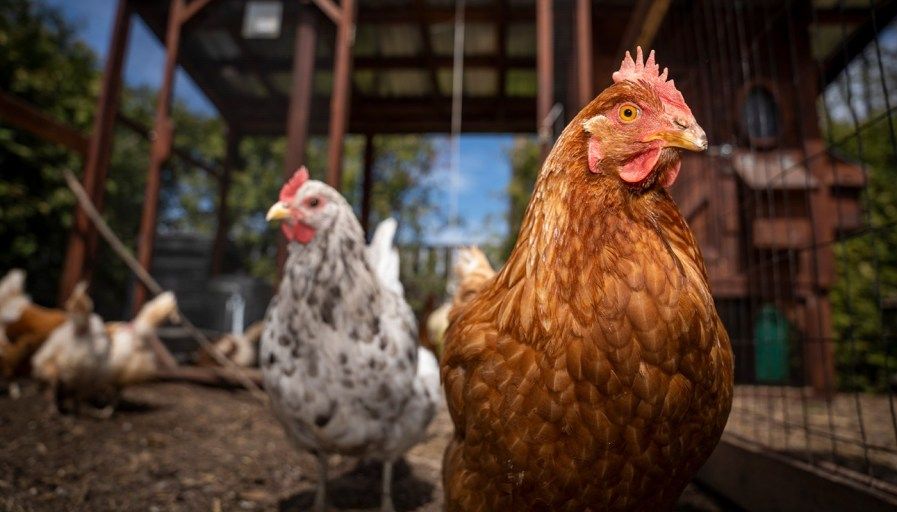 Backyard Chickens: How to Get Started with Urban Farming