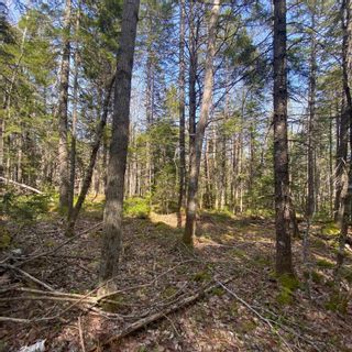 Photo 9: Lot 8 Old Trunk Highway 3 in Hebbs Cross: 405-Lunenburg County Vacant Land for sale (South Shore)  : MLS®# 202300313