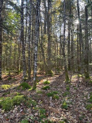 Photo 5: 48 Canoe Lake Estates Road in East Quinan: Hwy 308 North Vacant Land for sale (Yarmouth)  : MLS®# 202223549