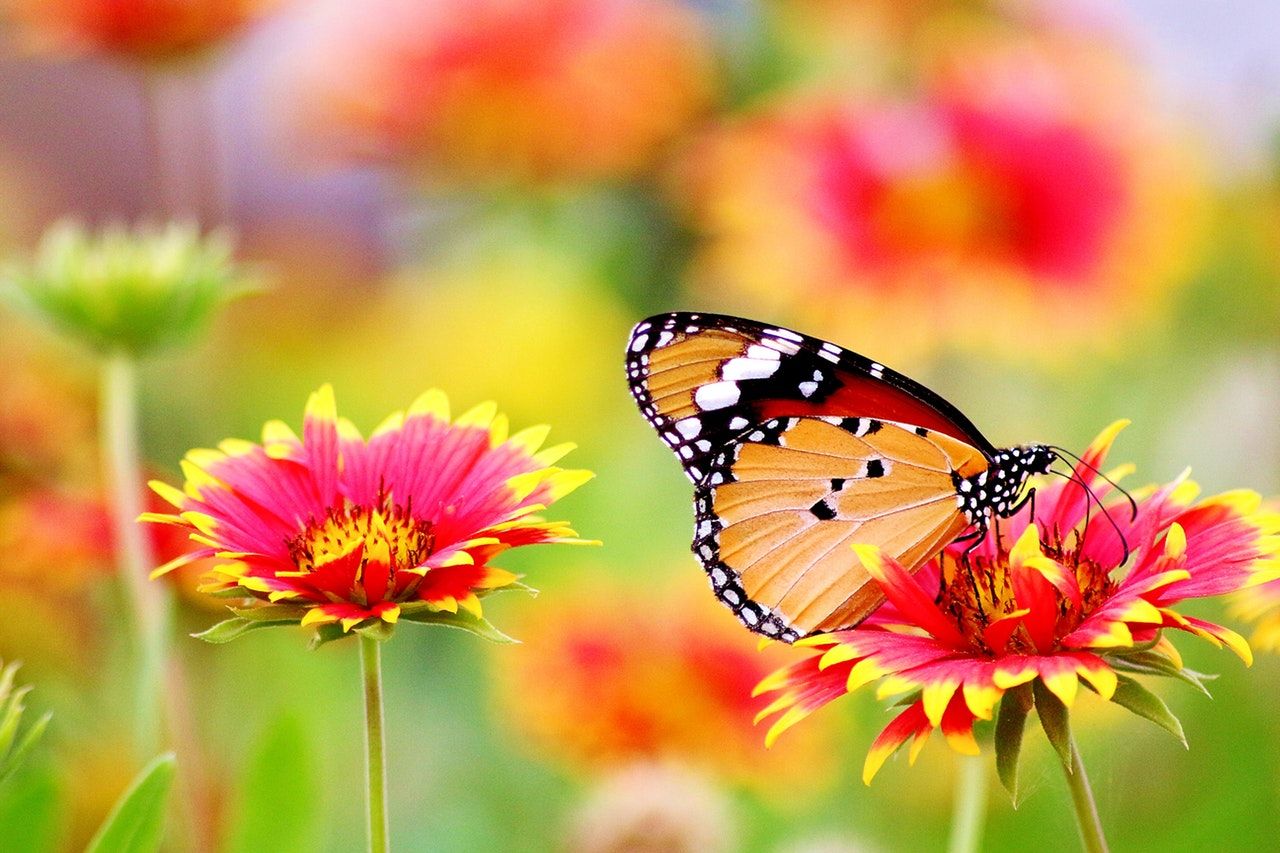 8 Tips to get your garden blooming beautiful
