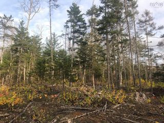 Photo 6: Lot Highway 101 in Smiths Cove: Digby County Vacant Land for sale (Annapolis Valley)  : MLS®# 202303566