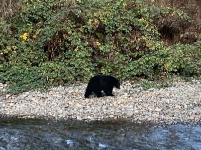 Bears in Campbell River