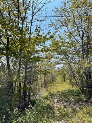Photo 10: Lot No 217 Highway in Digby Neck: Digby County Vacant Land for sale (Annapolis Valley)  : MLS®# 202309994