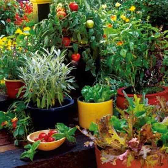 Veggies and Herbs For New Gardners
