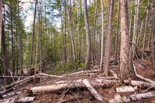 Photo 10: Lot 41 Klondike Trail: Anglemont Vacant Land for sale (North Shuswap)  : MLS®# 10244159